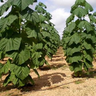 نهال پالونیا کشت بافتی