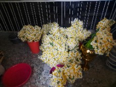 گل  نرگس بهبهان