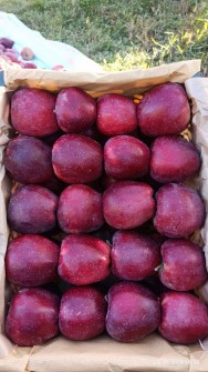 سیب قرمز و زرد