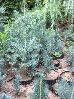 نوئل ابی ، سبز، کونیکا