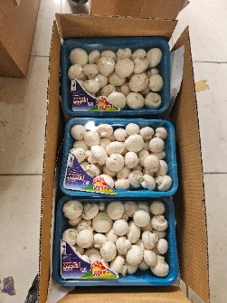 قارچ دکمه ای درجه یک