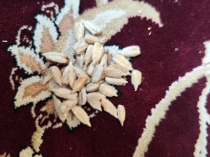 تخمه آفتابگردان کانادایی اس 400