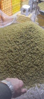 کشمش سبز کاشمر