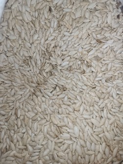 تخمه کدو مشهدی.