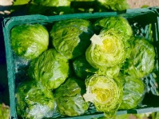 کاهو آیسبرگ صادراتی دزفول