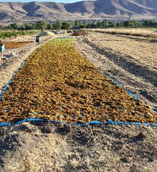 کشمش تیزآبی