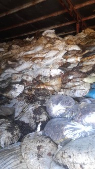 ضایعات خرما