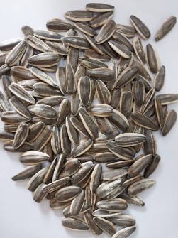 تخمه آفتاب گردان