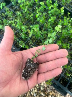 نهال بلوبری کشت بافتی