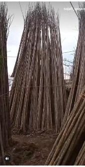 نهال صنوبر دلتوئیدیس