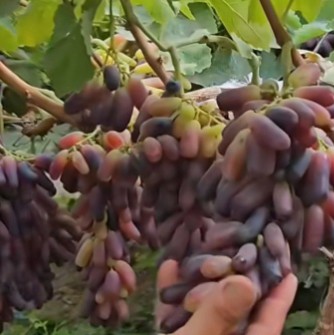 نهال انگور ایرانی وخارجی