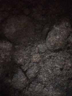 کودخفاش اصل خالص