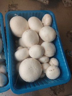 قارچ درجه یک و اسلایس شده