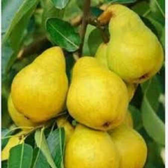 نهال گلابی شاه میوه