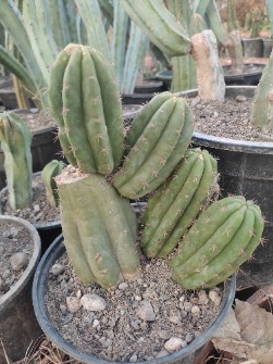 کاکتوس خیاری میرتلو.... پایه مادری