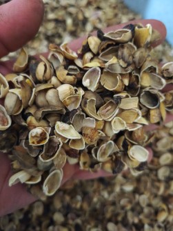 پوست پسته درجه دو