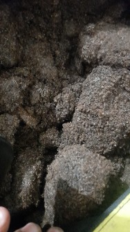 کودخفاش درجه یک اصل خالص