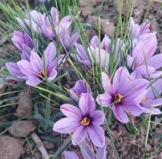 زعفران صادراتی