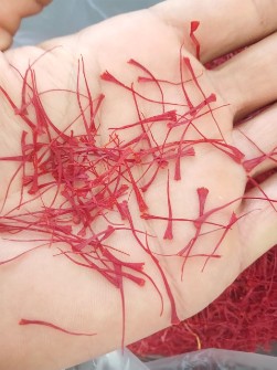 زعفران نگین اتویی صادراتی