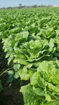 کاهو رومانو