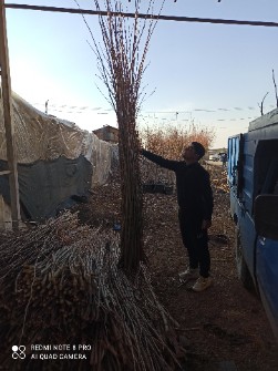 قلمه چنار  .شاخه چنارسفید اصفهان برای تکثیر