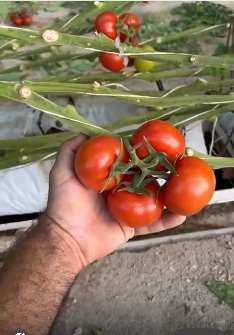 گوجه خوشه ای