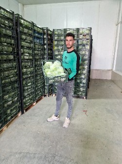 کاهو ایسبرگ سوپر لوکس