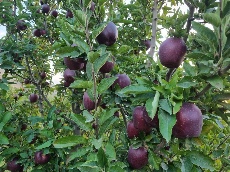 سیب ممتاز اشنویه