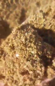 سیلاژ کنجاله ذرت