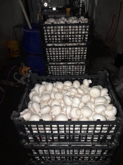 قارچ دکمه ای