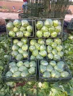 کاهو آیسبرگ صادراتی