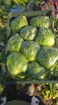 کاهو آیسبرگ صادراتی