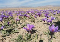 زعفران نگین