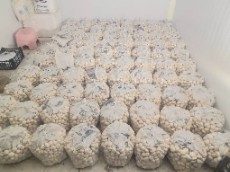 قارچ دکمه ای