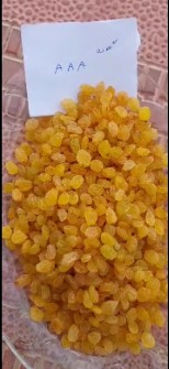 کشمش گلدن زرد طلای