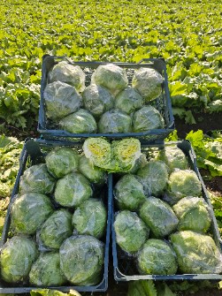 کاهو ایسبرگ صادراتی