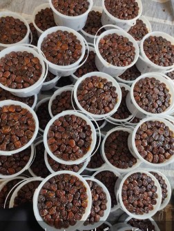 خرمای کبکاب بهبهان