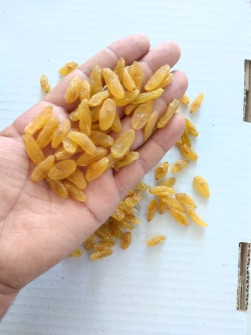 کشمش قلمی طلایی کاشمر