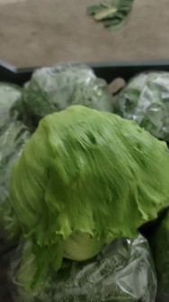 کاهو آیسبرگ. رومانو. فرانسوی. چینی.