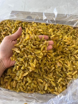 کشمش زرد قلمی کاشمر صادراتی