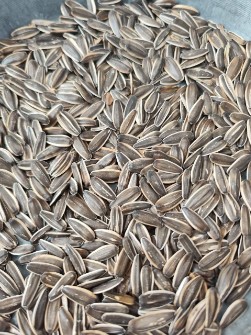 تخمه آفتابگردان کانادایی اس 400