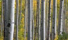 نهال درخت صنوبر