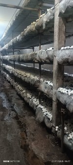 قارچ دکمه ای