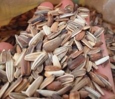 تخمه آفتابگردان