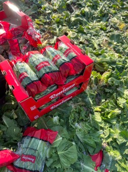 کاهو رومانو ،رسمی صادراتی