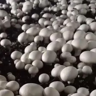 قارچ دکمه ای درجه 1