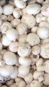 قارچ دکمه ای