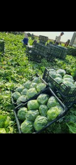 کاهو آیسبرگ صادراتی