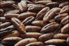 هسته ی خرما