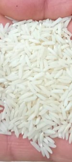 برنج هاشمی گیلان